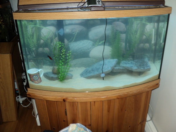 Fish tank minder installed (thats the wire hanging down the inside front - temperature probe), and a few fish in there. I placed some new slate pieces