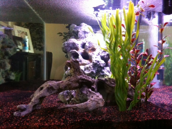 Fish Tank Right Side View