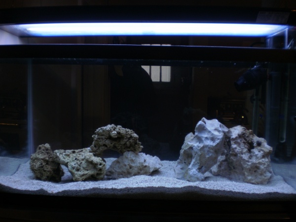fish tank with a light