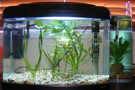 fish tank. Yet to be arranged properly.