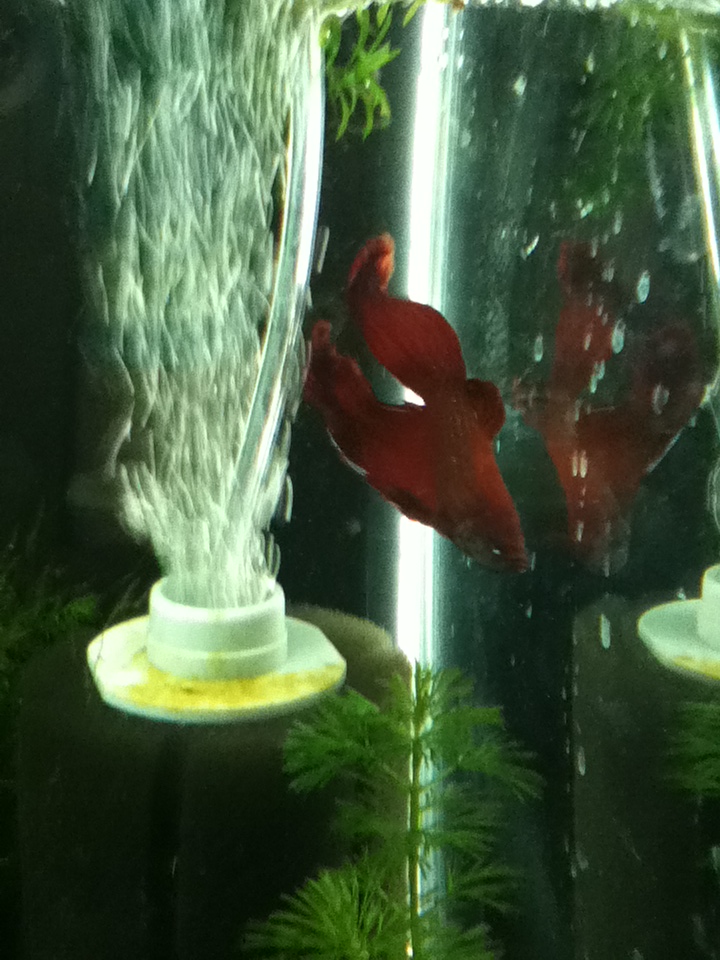 Flaze playing in the bubbles of his sponge filter