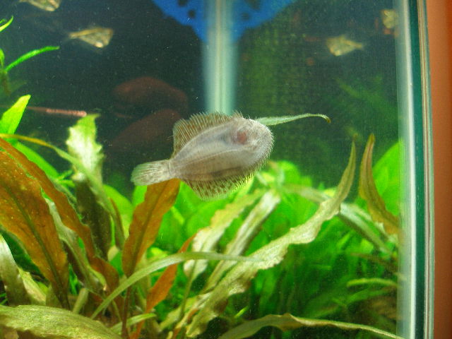 flounder belly med
