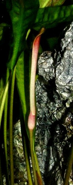 Flower of Cryptocoryne aponogetifolia growing submersed.