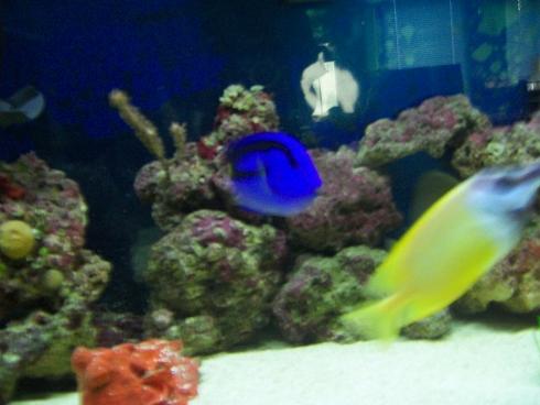 Fox Face With Blue Hippo Tang