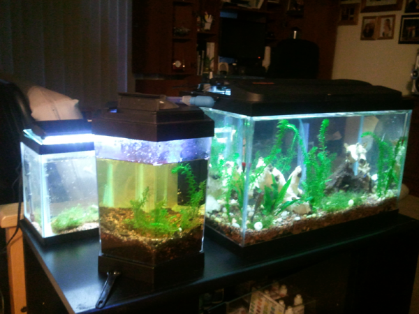 (From left to right) 2.5g plant propagation, 2.5g pond snail tank, 10g "community" tank.