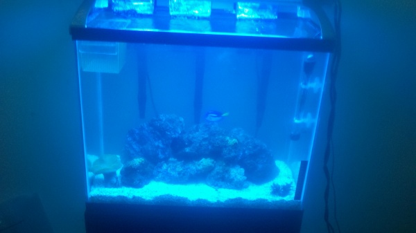 Front shot. You can see my poor dottybacks iso basket in top left corner and my yellowtail tang about dead center.