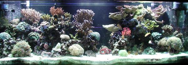 Full shot of my 180 mixed reef November of 2002.