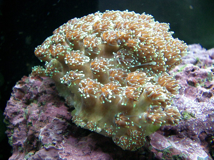 galaxy coral   closed polyps 3 med