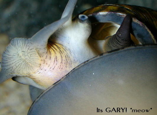Gary the Snail.