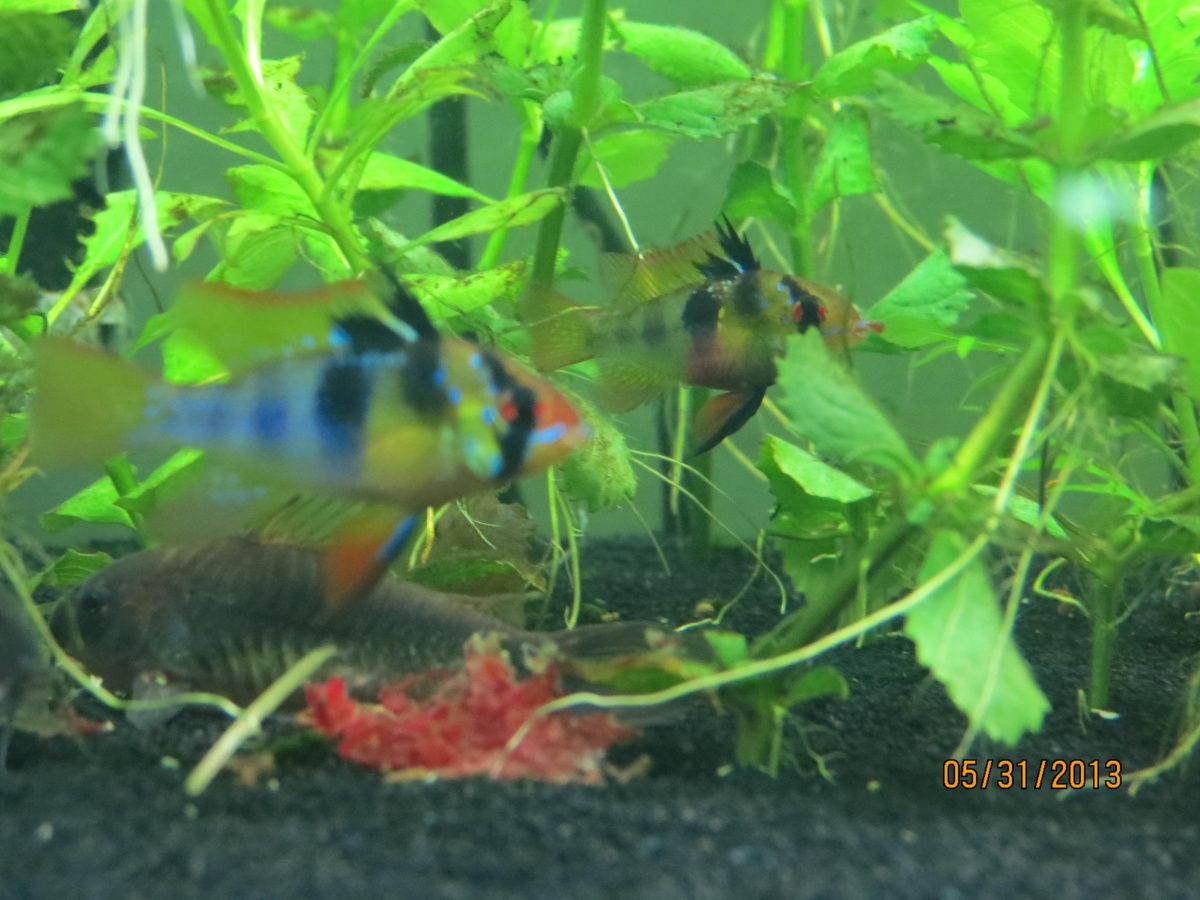 GBR male and female with emerald corys and blood worms.