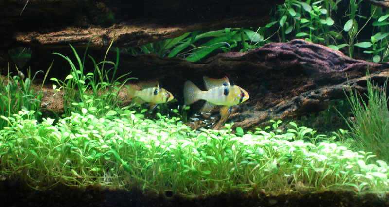 German Blue Ram pair with their free swimming fry