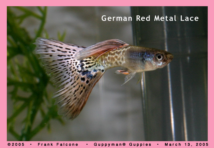 German Red Metal Lace Guppy