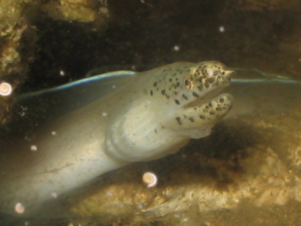 ghost ribbon eel