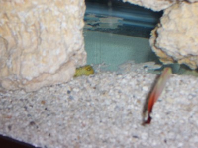 Gold Watchman Goby peeking his head out, with his buddy the firefish in the foreground in QT. I'll post a better pic of the watchman when I get one.