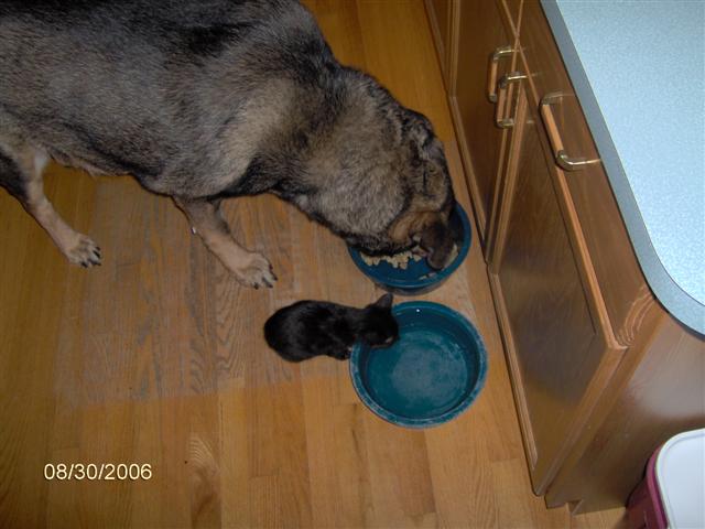 Grady (the dog) won't let any other animal near when he is eating/drinking or has a toy, except Shadow.  I must have acclimated they correctly!