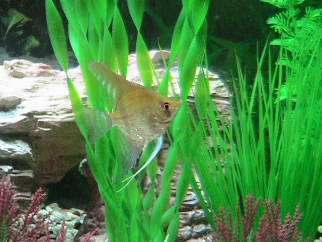 Great pic of my Angelfish