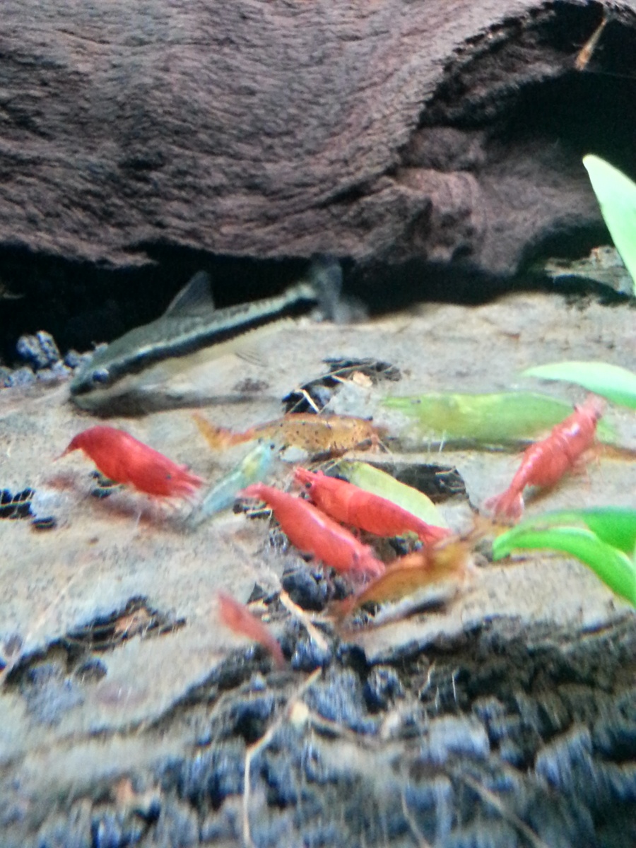 Green Babaulti, Red Cherry Shrimp, Blue Velvet, Tangerine Tigers, and Otocinclus!