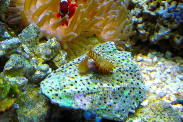 Green button polyps started with just one there are 3 now