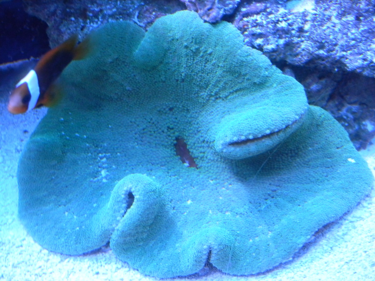 Green carpet anemone (3/13/13)