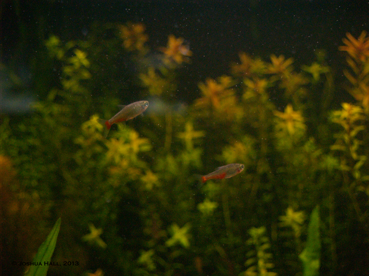 Green Fire Tetras and high iso ;)
