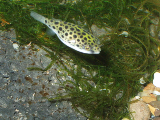 Green_Spotted_Puffer in a 10 gal semi-planted brackish tank