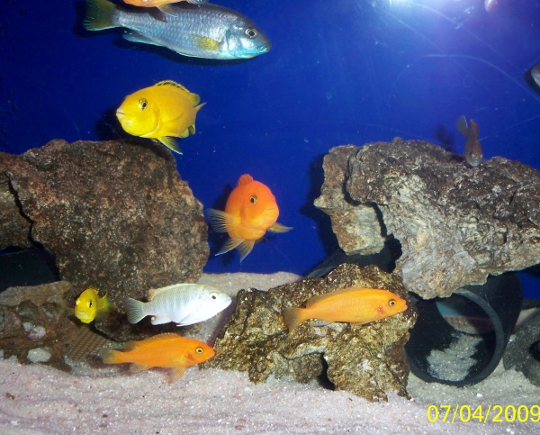 Group of 2-2.5" juvies hanging with the 4-6" adults.  Juvies: Yellow Lab, Permutt, Red Zebra and Ice Blue.

 Adults in picture: Red Zebra, holding Yel