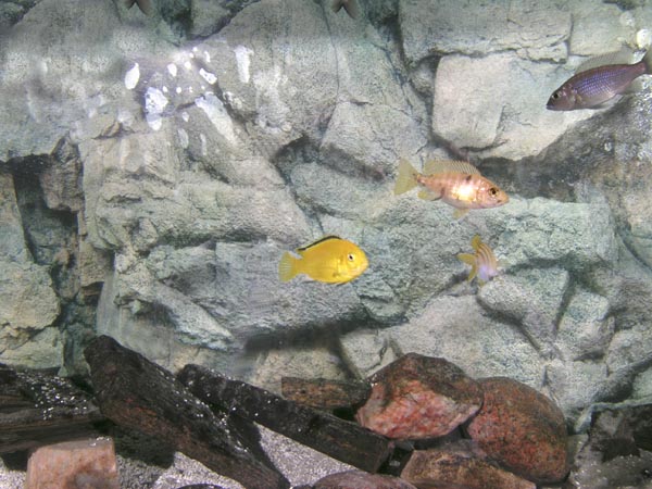 group of african cichlids