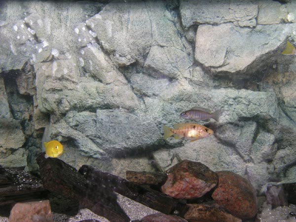 group of African cichlids