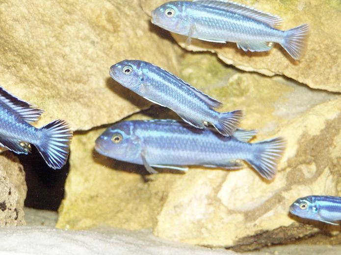 Group of Female Melanochromis Cyaneorhabdos (Maingano)
Req. Typical Malawi Mbuna Requirements. ie. Hardwater, high ph.

Matt.