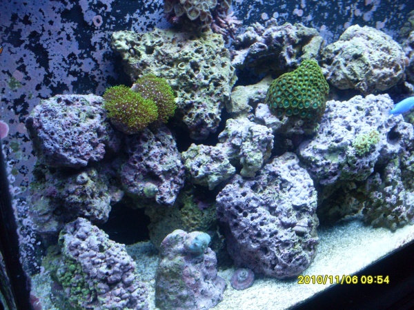 GSP's, some more Zoas and some brown paly's at the top