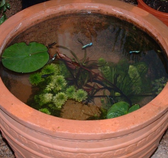 Guppies in a pot!