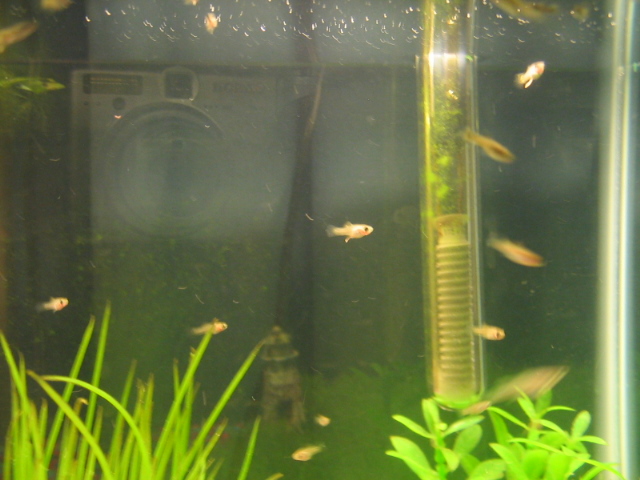 guppy puppies and sword fry