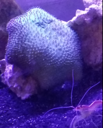 Hairy the Coral and Pepe Le Shrimp