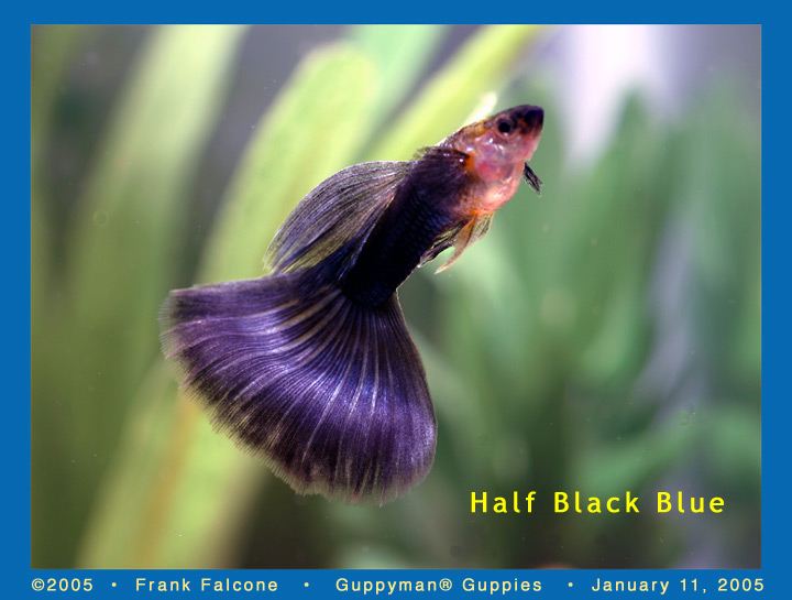 Half Black Blue