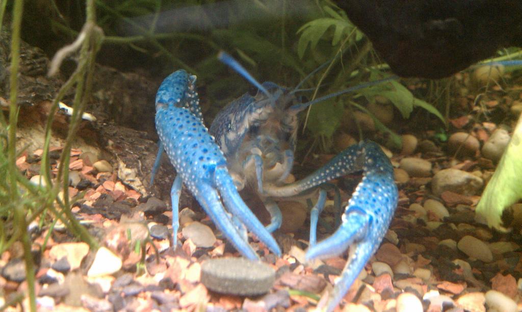 Hammers Cobalt Blue Lobster
