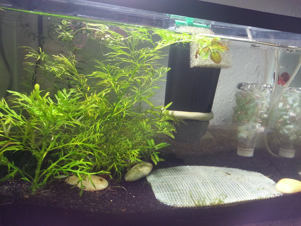 have removed dw and took the java moss from it and placed it between plastic canvas hoping for full coverage