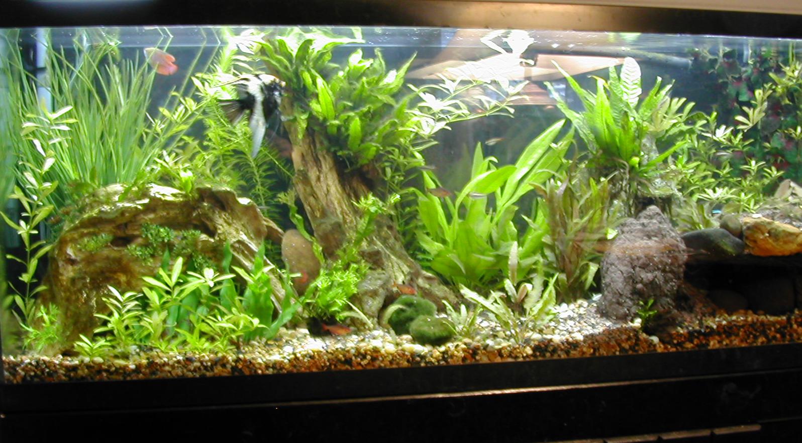 Heavily planted, CO2 160-watt with adult angel, dwarf gourami, serpae tetras, otos and cory cats