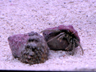 hehe, took a quick shot when he/she was about to change shell.