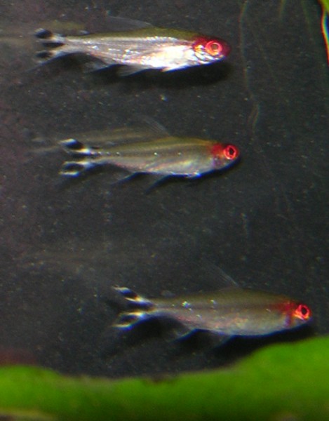 Here are 3 of my 6 rummy nose tetras. I was initially worried about keeping them as I heard they are so difficult, but I found these tank raised rummi
