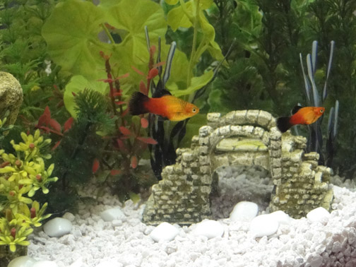 Here are my two sunset wag platys, Satsuma and Sundrop. A satsuma is another name for a mandarin or clementine orange. I believe it's Japanese.