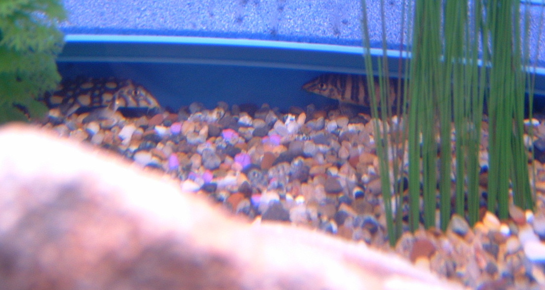 Here are two of the three Botias I have in my second tank.