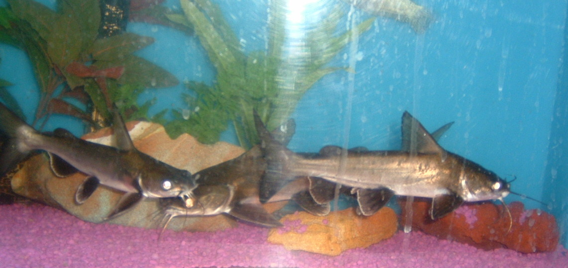 Here is 3 of the 4 white tip sharks I have, the 4th one was swimming on the other side of the tank at the time. The one in the middle is the biggest o