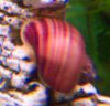 Here is a beautiful pink striped apple snail I got from a dear friend.