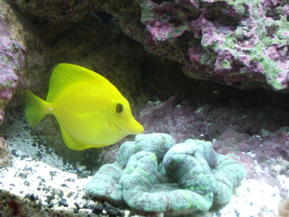 Here is a brain that the Yellow Tang loves to harrass.  He will swim backwards up to it when it's inflated and fan his tail to make the brain "wiggle"