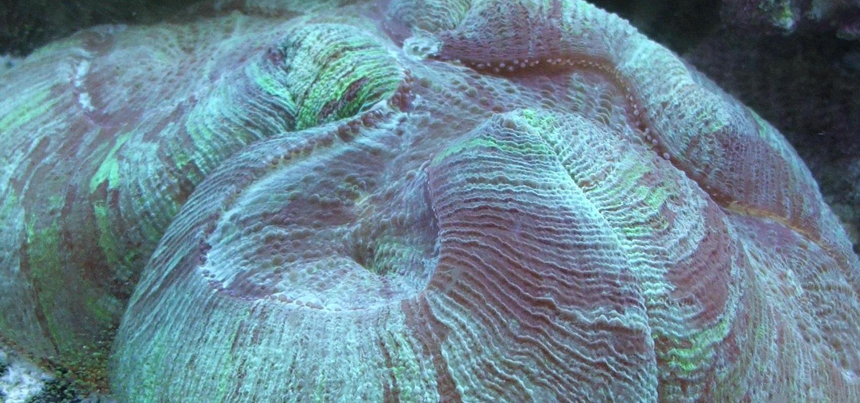 Here is a pic of my Brain Coral really swelled up.