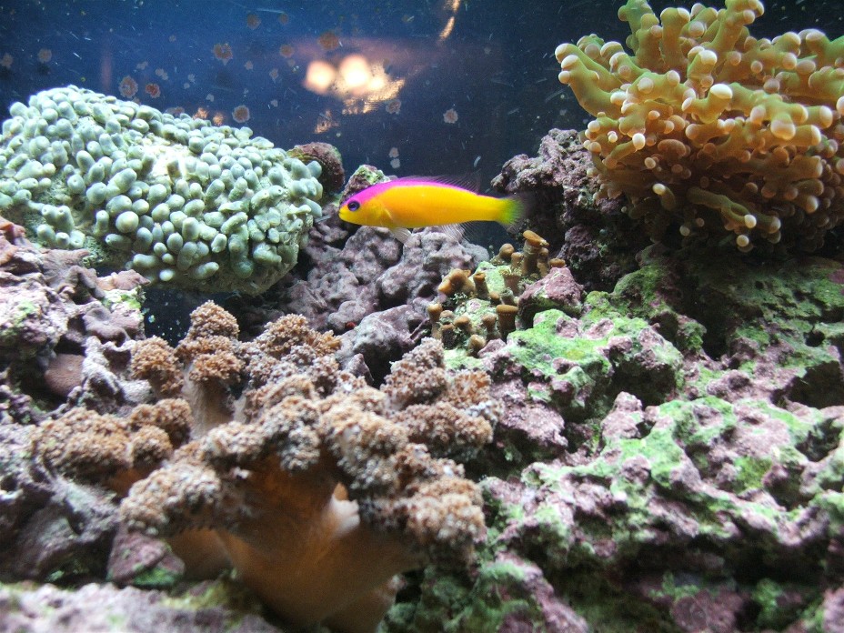 Here is a pic of my most recent fish.  You can also see a frogspawn upper-right, a large green-zoo rock upper-left, and a retracted colt coral on bott