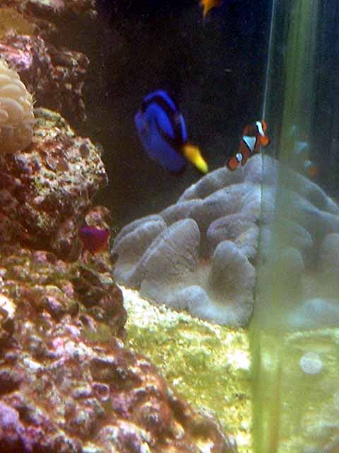 Here is another picture of my Blue Carpet Anemone
