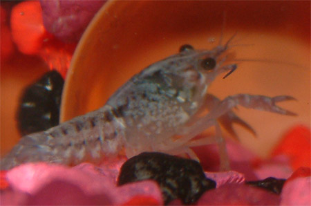 Here is my baby crayfish Mr Pinchy