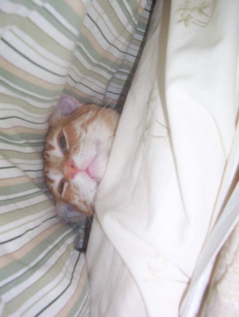 here is my newest cat, furby... he just loves crawling under the covers and sleeping all day there... quite strange imo