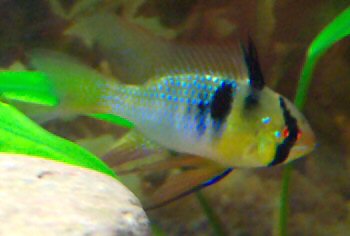 Here is one of my new Male, German Blue Rams.